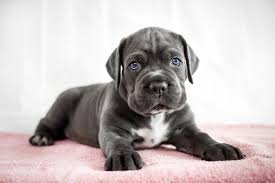 Wie man einen Cane-Corso-Welpen füttert